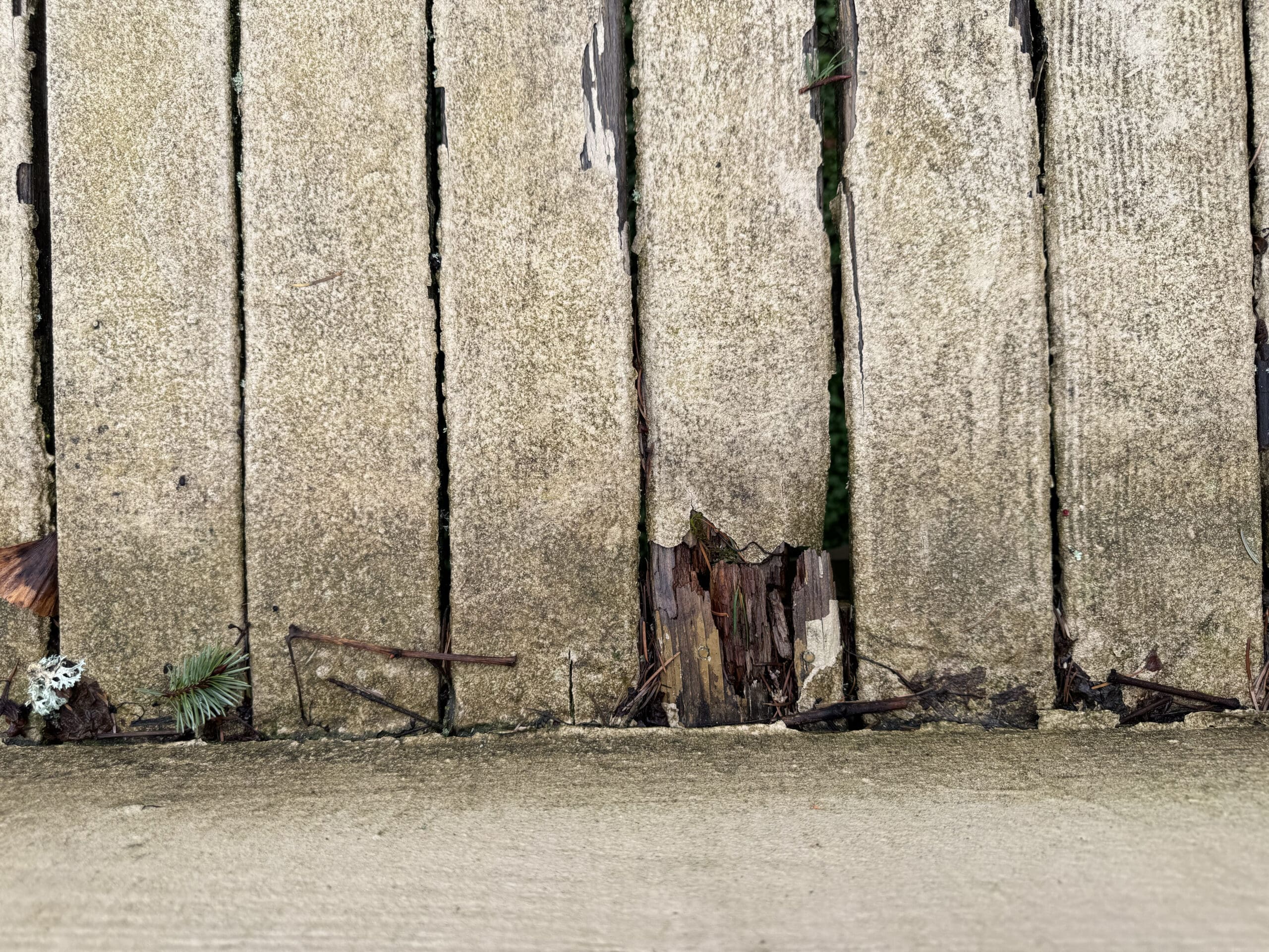 Weathered wooden fence with peeling paint and rot